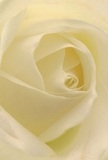 This immersive close-up invites you into the very heart of a cream-white rose, as though you're enfolded among its velvety petals along the winding lanes of Kings Cross. Each petal unfurls in a gentle spiral, its texture so delicate it seems to shimmer with the first light of day. The interplay of soft shadows within the ivory layers adds a sense of depth and mystery, much like the blend of old and new architecture just beyond King's Place. The rose radiates tranquility, projecting an atmosphere of quiet reflection-a fitting tribute for marking milestones, expressing compassion, or symbolizing a new beginning. To the discerning eye, this bloom is the ultimate emblem of reverence, its subtle fragrance hinting at sweetness without overwhelming, as gentle as a morning stroll along York Way. The composition reveals not just a flower, but the thoughtful artistry and emotional connection local florists in Kings Cross bring to every arrangement chosen for life's significant moments.